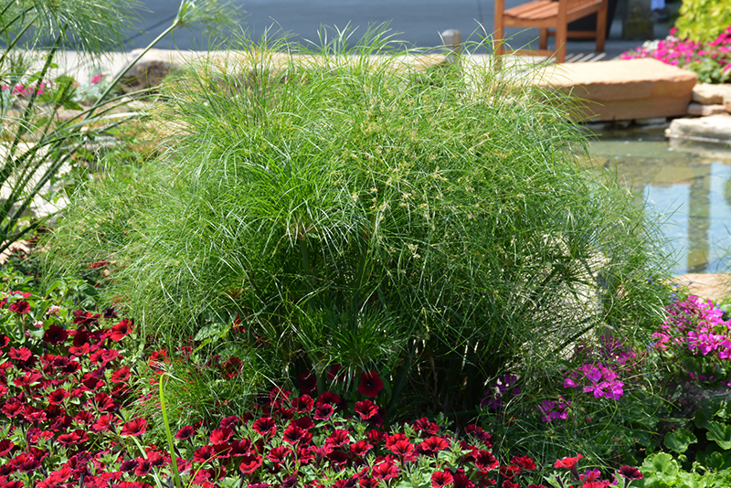Prince Tut Egyptian Papyrus (Cyperus 'Prince Tut') at The Growing Place