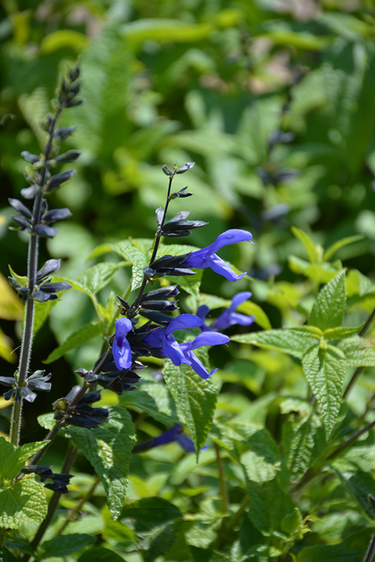 Black And Blue Anise Sage (Salvia guaranitica 'Black And Blue') at The Growing Place