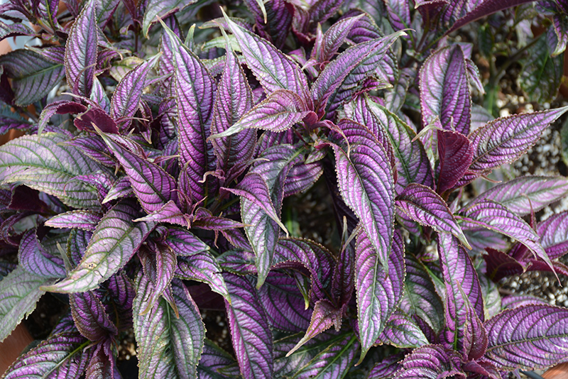 Persian Shield (Strobilanthes dyerianus) at The Growing Place