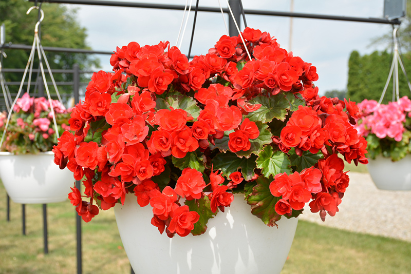 Vermillion Red Begonia (Begonia x hiemalis 'Vermillion Red') at The Growing Place