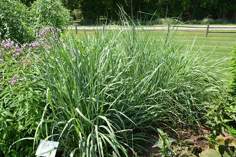 Indian Grass (Sorghastrum nutans) at The Growing Place
