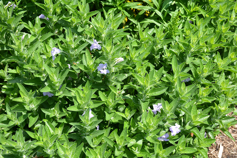 Hairy Wild Petunia (Ruellia humilis) at The Growing Place