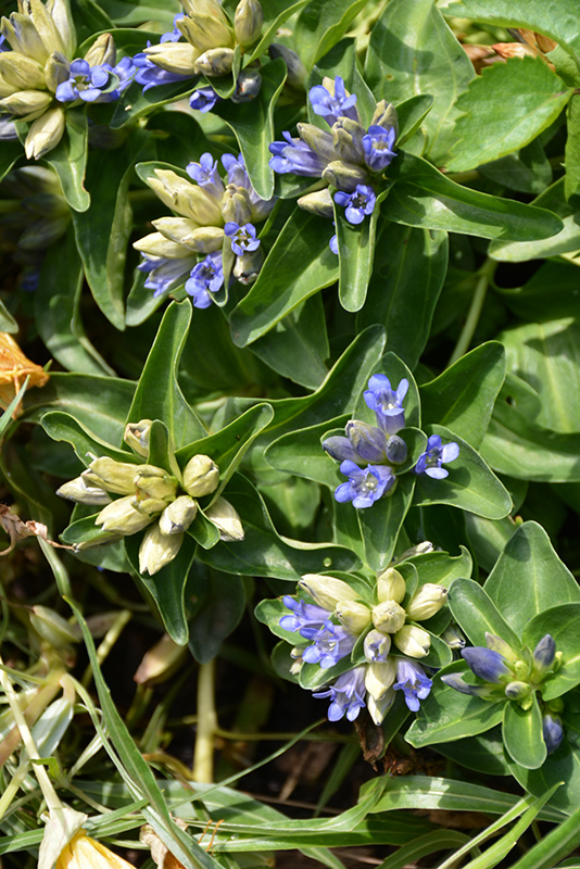 Blue Cross Gentian (Gentiana cruciata 'Blue Cross') at The Growing Place