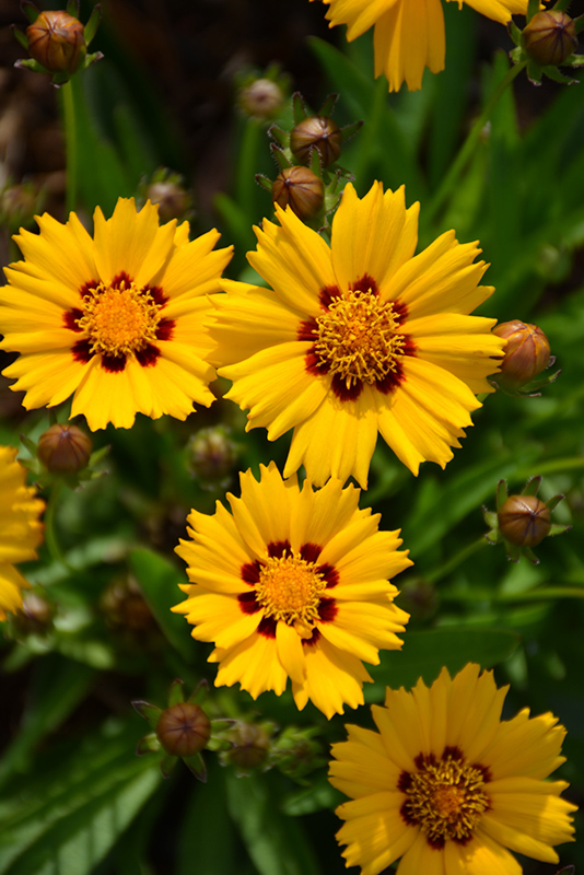 Sunfire Tickseed (Coreopsis grandiflora 'Sunfire') at The Growing Place