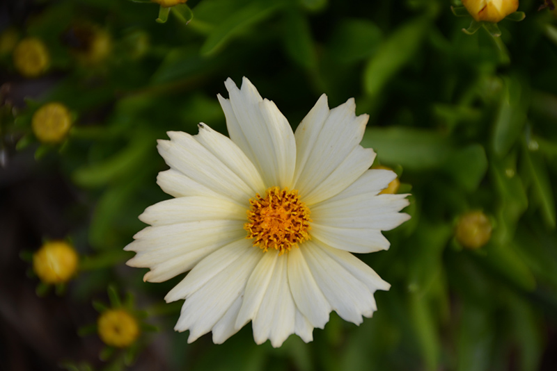 UpTick Cream Tickseed (Coreopsis 'Balupteam') at The Growing Place