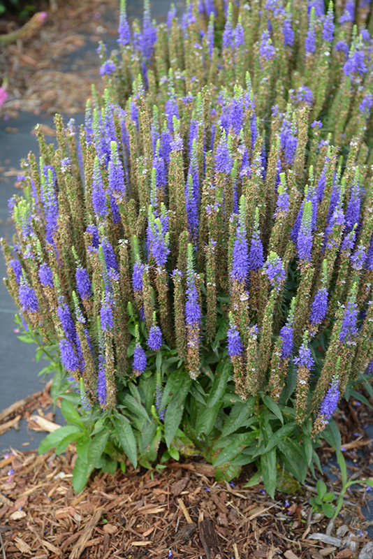 Royal Candles Speedwell (Veronica spicata 'Royal Candles') at The Growing Place