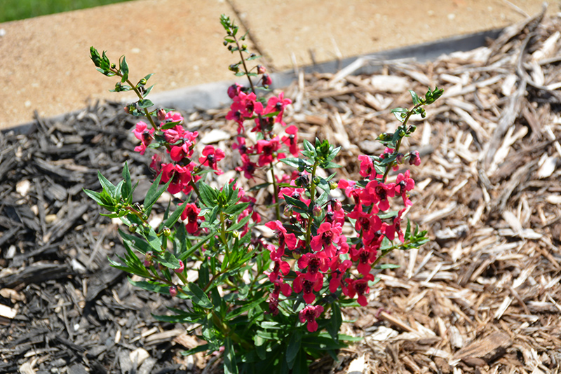 Archangel Cherry Red Angelonia (Angelonia angustifolia 'Balarcher') at The Growing Place