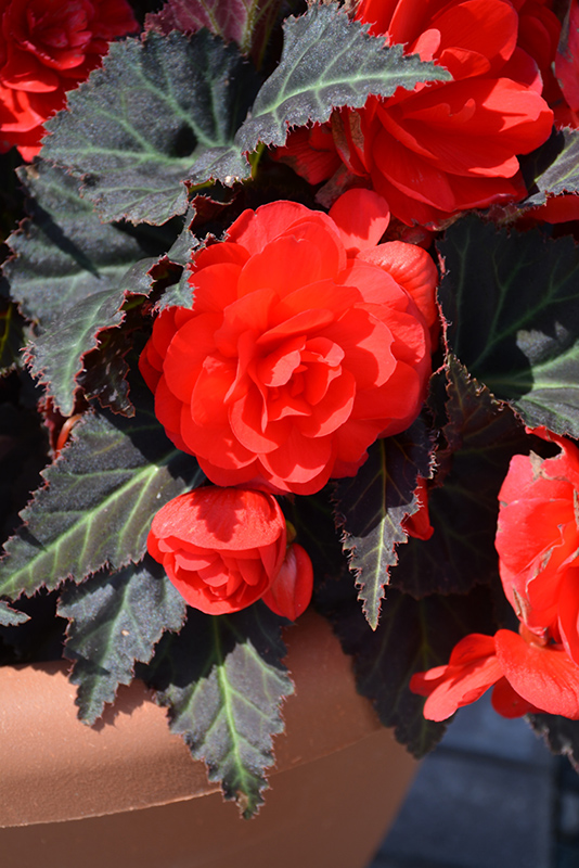 Nonstop Mocca Cherry Begonia (Begonia 'Nonstop Mocca Cherry') at The Growing Place
