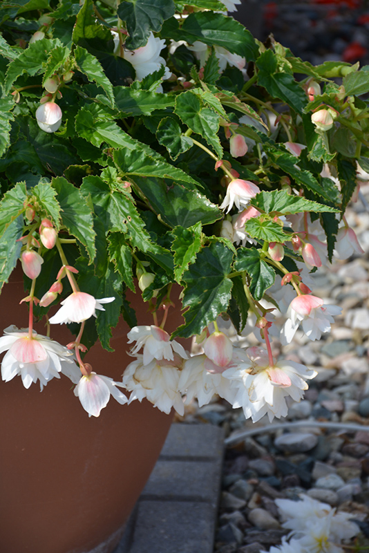 Belleconia Snow Begonia (Begonia 'Belleconia Snow') at The Growing Place