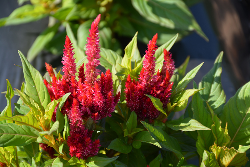 Kelos Fire Red Celosia (Celosia 'Kelos Fire Red') at The Growing Place