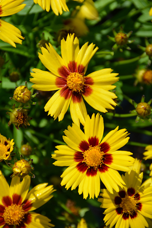 Sunkiss Tickseed (Coreopsis grandiflora 'SunKiss') at The Growing Place