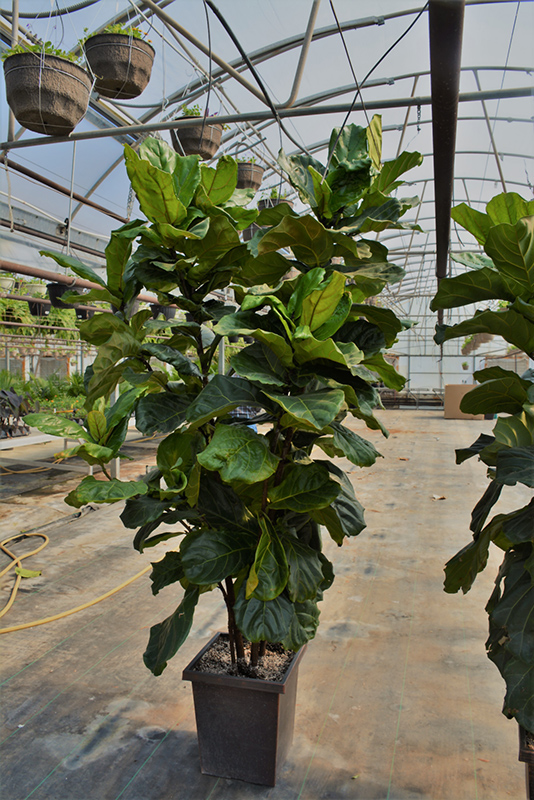 Fiddle Leaf Fig (Ficus lyrata) at The Growing Place