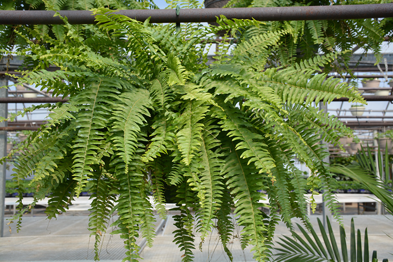 Boston Fern (Nephrolepis exaltata) at The Growing Place