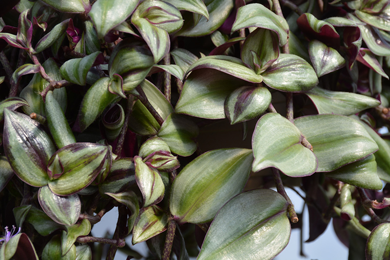 Wandering Jew (Tradescantia zebrina) at The Growing Place