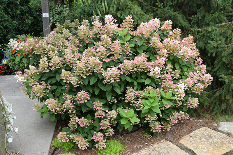 Little Quick Fire Hydrangea (Hydrangea paniculata 'SMHPLQF') at The Growing Place