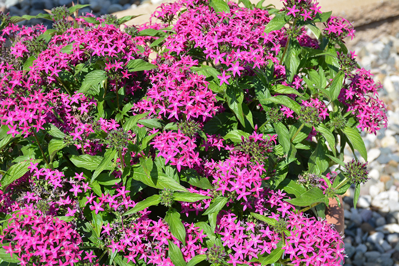 Lucky Star Violet Star Flower (Pentas lanceolata 'PAS1096464') at The Growing Place