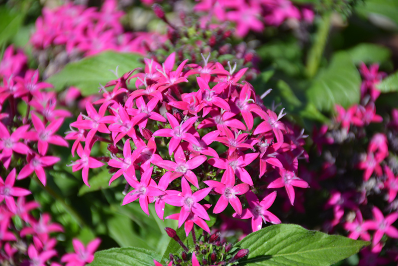 Lucky Star Violet Star Flower (Pentas lanceolata 'PAS1096464') at The Growing Place