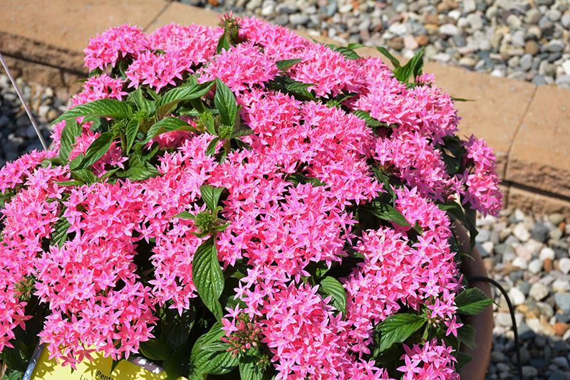 Lucky Star Pink Star Flower (Pentas lanceolata 'PAS1096468') at The Growing Place