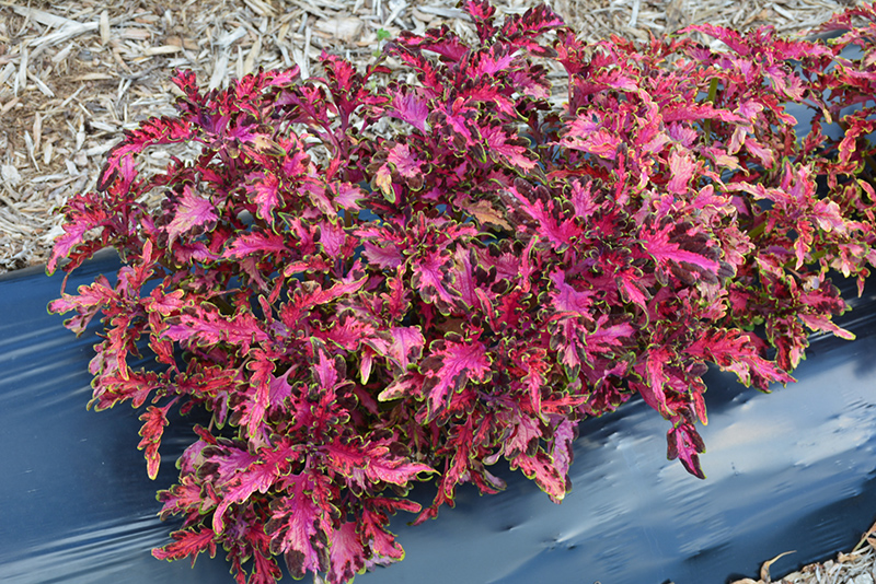 Under The Sea Pink Reef Coleus (Solenostemon scutellarioides 'Pink Reef') at The Growing Place