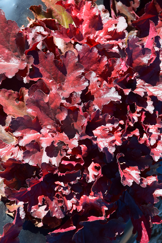 Forever Red Coral Bells (Heuchera 'Forever Red') at The Growing Place