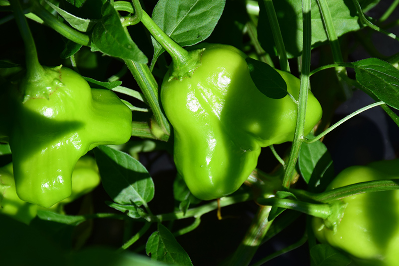 Mad Hatter Pepper (Capsicum baccatum 'Mad Hatter') at The Growing Place