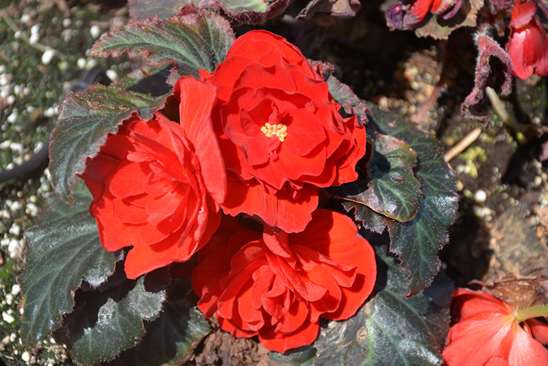 Nonstop Mocca Red Begonia (Begonia 'Nonstop Mocca Red') at The Growing Place