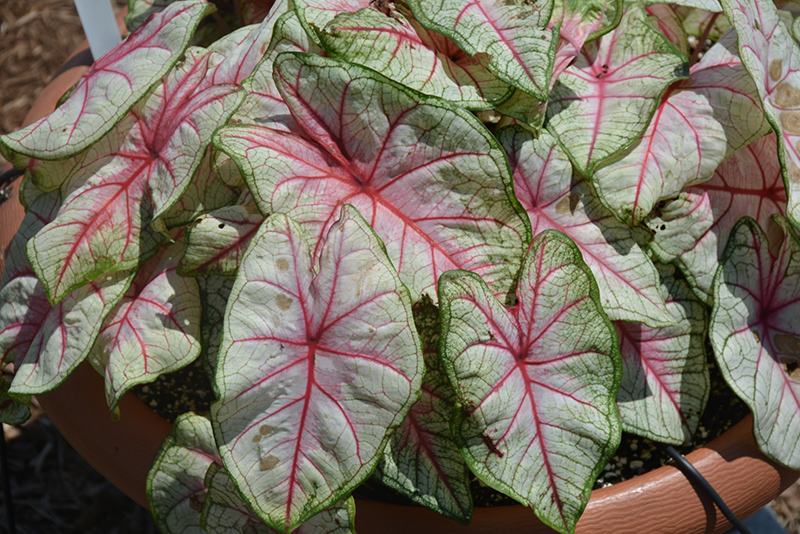 Summer Breeze Caladium (Caladium 'Summer Breeze') at The Growing Place