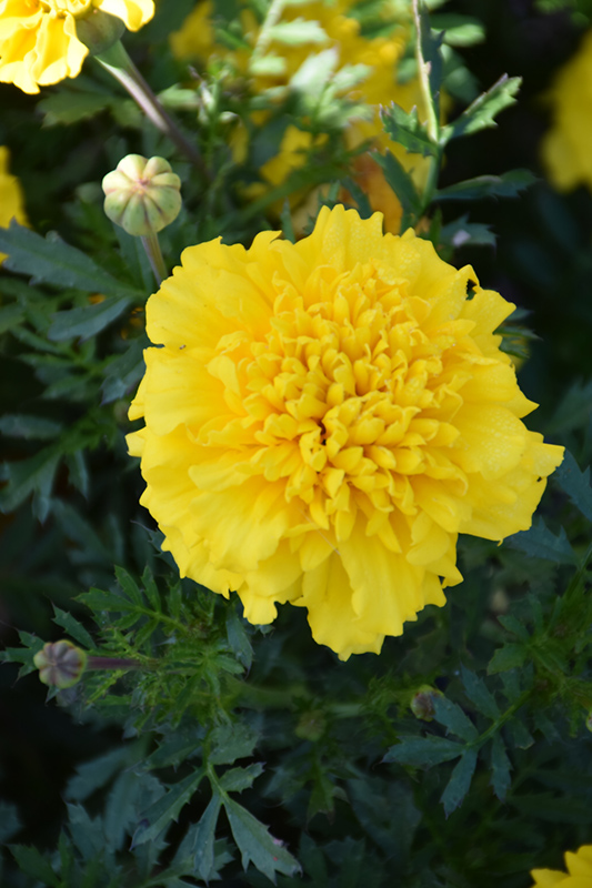Little Hero Yellow Marigold (Tagetes patula 'Little Hero Yellow') at The Growing Place