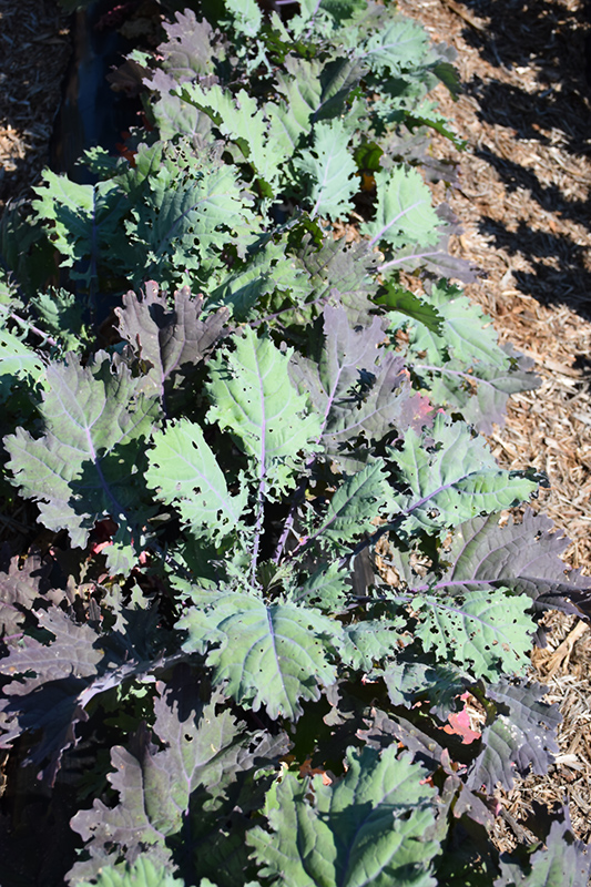 Red Russian Kale (Brassica napus var. pabularia 'Red Russian') at The Growing Place