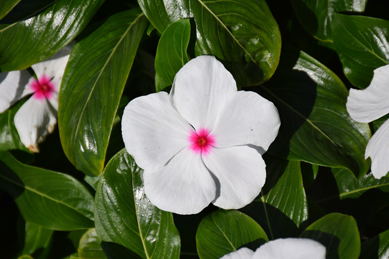 Pacifica Polka Dot Vinca (Catharanthus roseus 'Pacifica Polka Dot') at The Growing Place