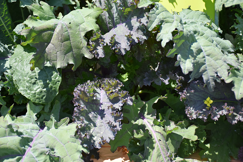 Kale Storm Mixture (Brassica oleracea var. sabellica 'Storm Mixture') at The Growing Place