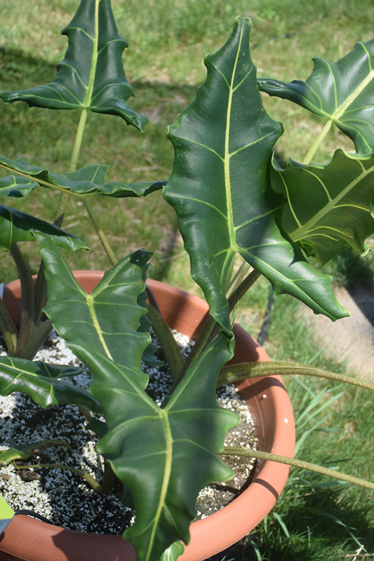 Sarian African Mask (Alocasia 'Sarian') at The Growing Place