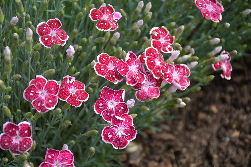 Fire And Ice Pinks (Dianthus 'Fire And Ice') at The Growing Place