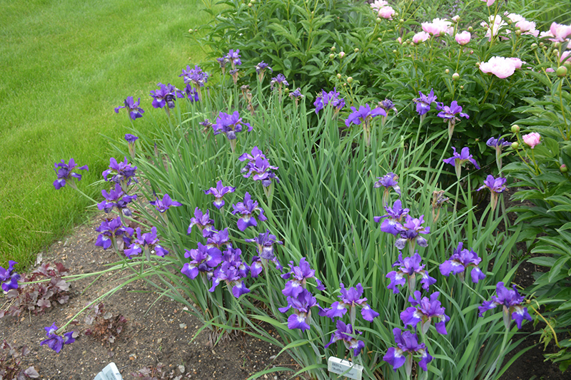Ruffled Velvet Iris (Iris sibirica 'Ruffled Velvet') at The Growing Place