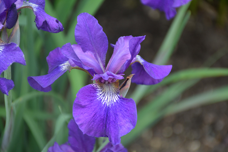 Ruffled Velvet Iris (Iris sibirica 'Ruffled Velvet') at The Growing Place