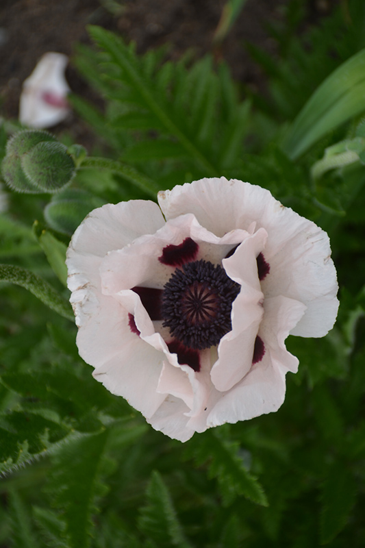 Royal Wedding Poppy (Papaver orientale 'Royal Wedding') at The Growing Place