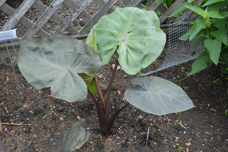 Distant Memory Elephant Ear (Colocasia 'Distant Memory') at The Growing Place