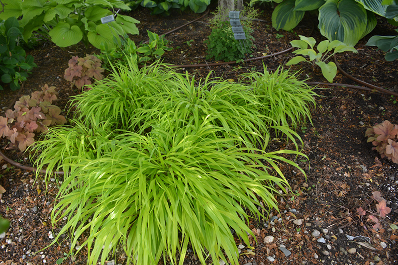 All Gold Hakone Grass (Hakonechloa macra 'All Gold') at The Growing Place