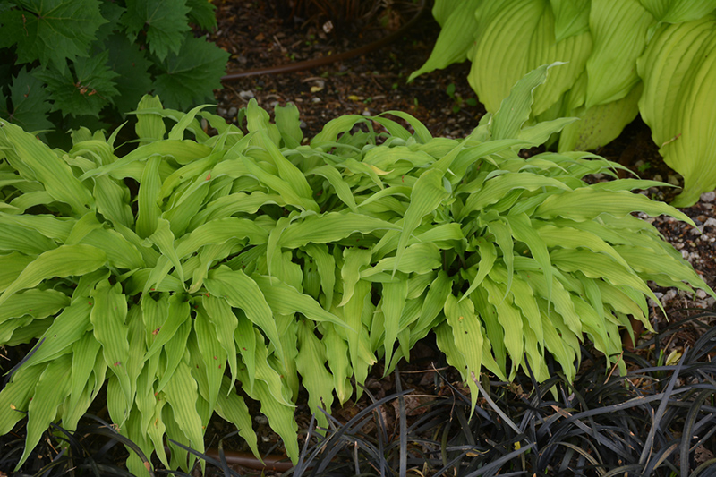 Curly Fries Hosta (Hosta 'Curly Fries') at The Growing Place
