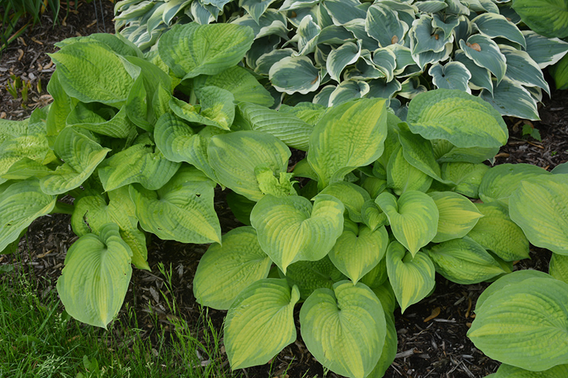 Brother Stefan Hosta (Hosta 'Brother Stefan') at The Growing Place