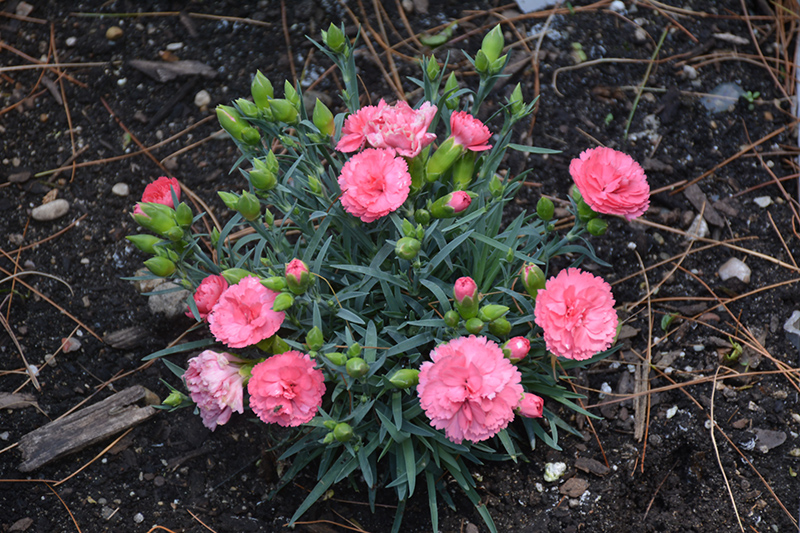 Fruit Punch Classic Coral Pinks (Dianthus 'Classic Coral') at The Growing Place