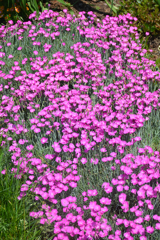 Firewitch Pinks (Dianthus gratianopolitanus 'Firewitch') at The Growing Place