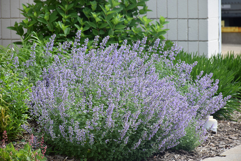 Cat's Meow Catmint (Nepeta x faassenii 'Cat's Meow') at The Growing Place