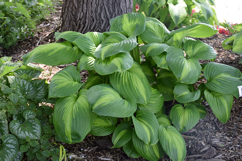 Cathedral Windows Hosta (Hosta 'Cathedral Windows') at The Growing Place