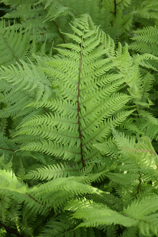 Lady in Red Fern (Athyrium filix-femina 'Lady in Red') at The Growing Place