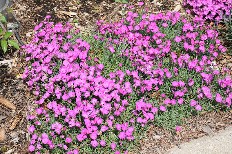 Paint The Town Fuchsia Pinks (Dianthus 'Paint The Town Fuchsia') at The Growing Place