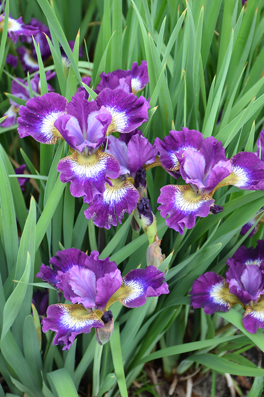 Contrast In Styles Siberian Iris (Iris sibirica 'Contrast In Styles') at The Growing Place