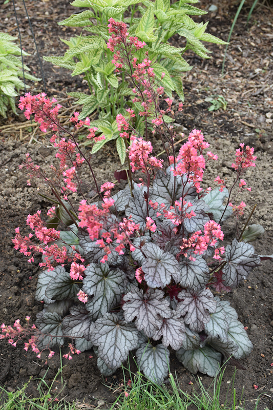 Timeless Treasure Coral Bells (Heuchera 'Timeless Treasure') at The Growing Place