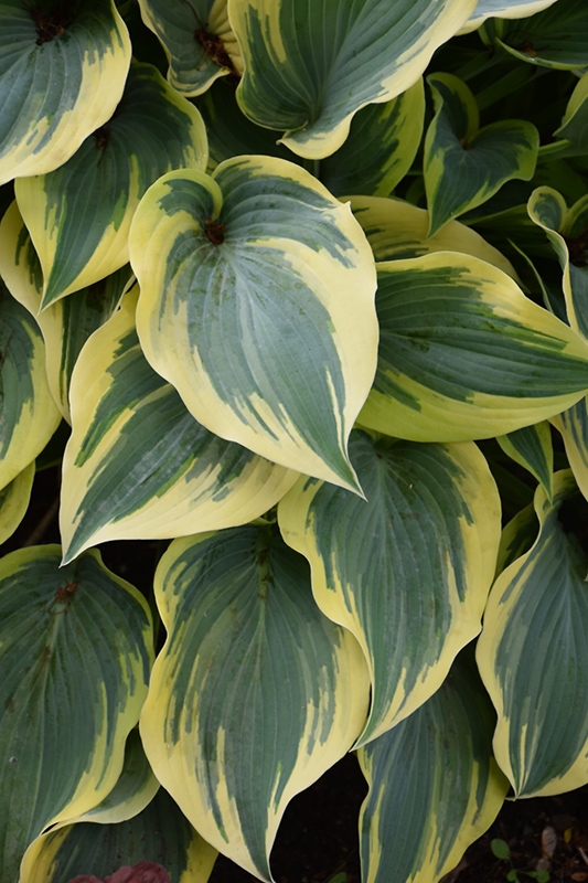 First Frost Hosta (Hosta 'First Frost') at The Growing Place
