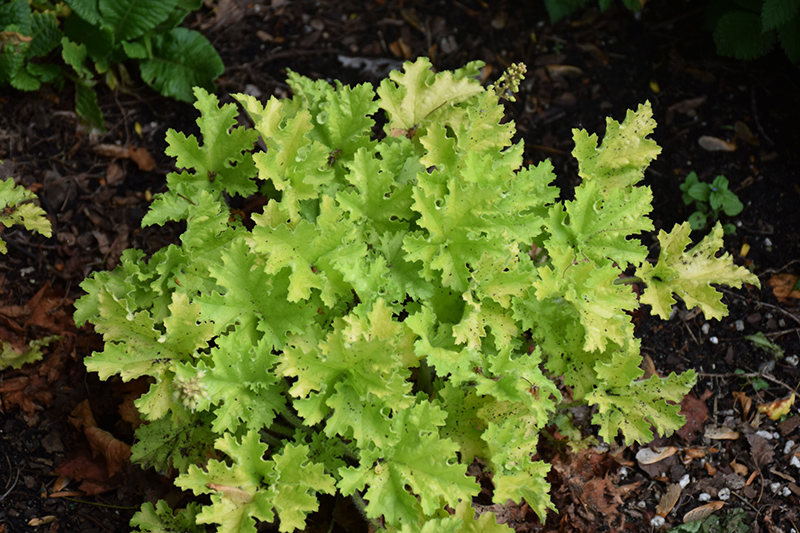 Twist of Lime Coral Bells (Heuchera 'Twist of Lime') at The Growing Place